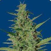 Sol Haze Auto — Seeds of Life