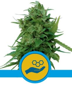 Solomatic CBD — Royal Queen