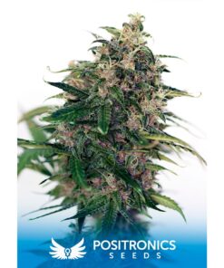 Somango #47 Auto — Positronics