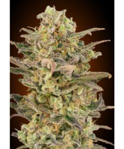 Somango Glue Fem — Advanced Seeds
