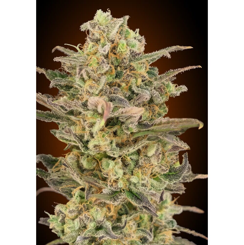 Somango Glue Fem — Advanced Seeds