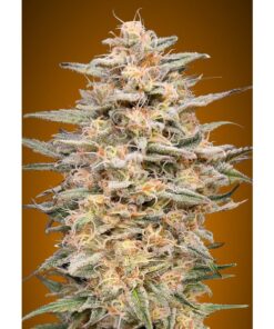 Somango Widow Fem — Advanced Seeds