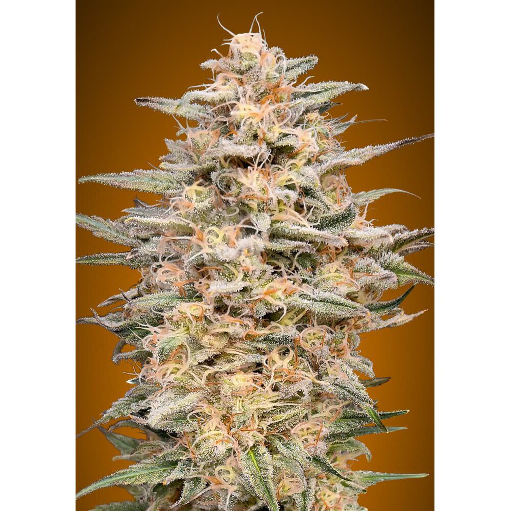 Somango Widow Fem — Advanced Seeds