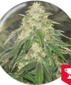 Some Sweet — Medical Seeds