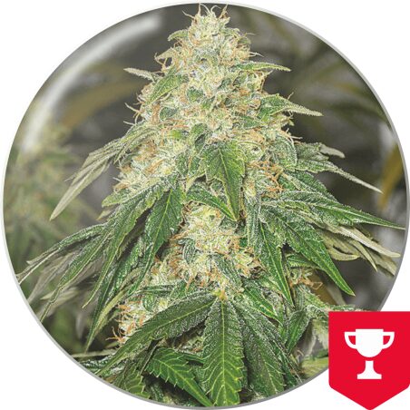 Some Sweet — Medical Seeds