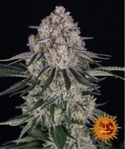Sour Diesel Auto — Barney's Farm