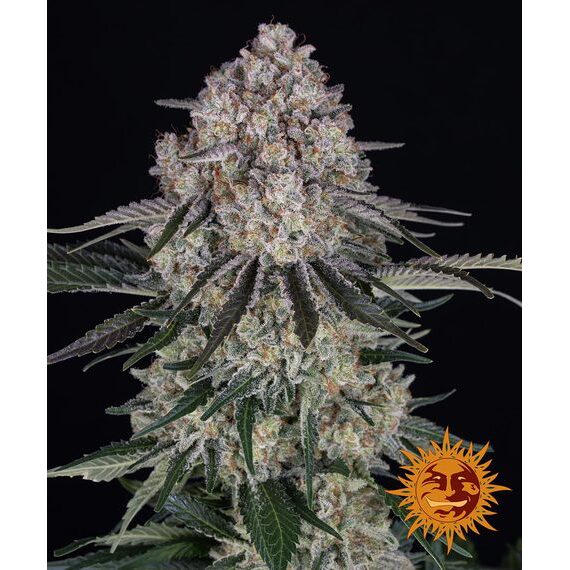 Sour Diesel Auto — Barney's Farm