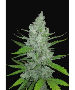 Sour Diesel Auto — FastBuds Seeds