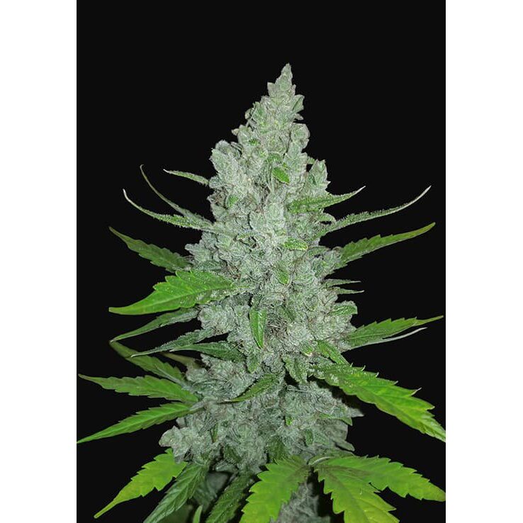 Sour Diesel Auto — FastBuds Seeds
