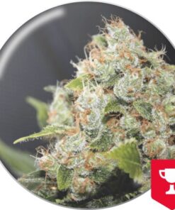 Sour Diesel — Medical Seeds