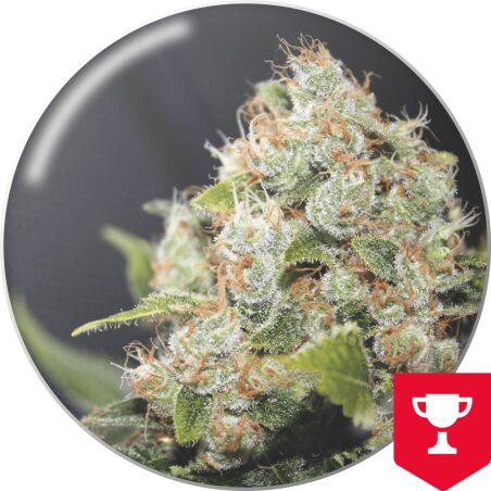 Sour Diesel — Medical Seeds