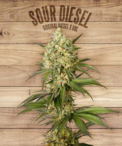 Sour Diesel — The Plant