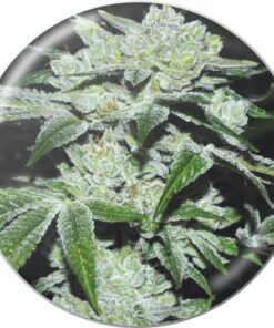 Sour Glue — Medical Seeds
