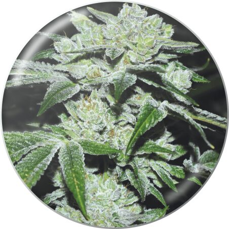 Sour Glue — Medical Seeds