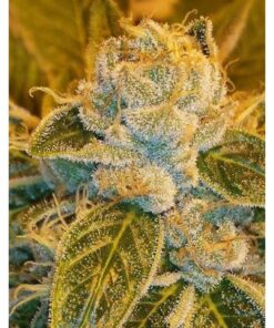Sour Ripper Fem. — Ripper Seeds