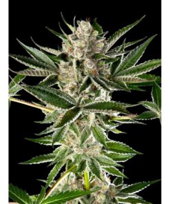 Sour Tropicanna x Larry OG 3Und Fem — Tramuntana Seeds