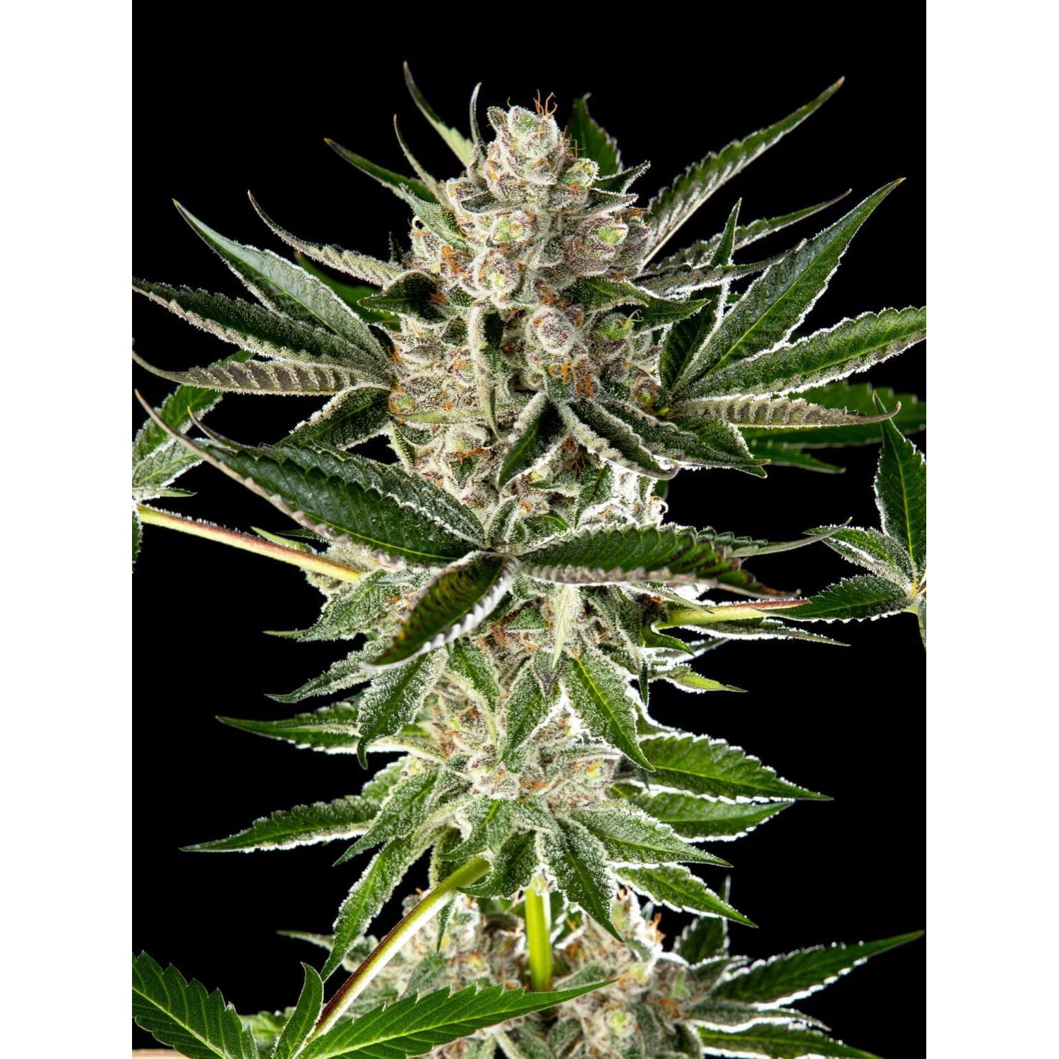 Sour Tropicanna x Larry OG 3Und Fem — Tramuntana Seeds