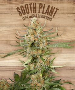 South Plant — The Plant