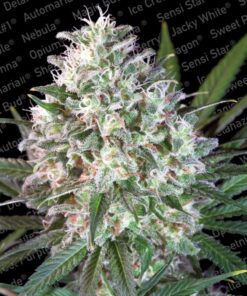 Space Cookies Fem. — Paradise Seeds