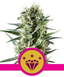Special Kush 1 Fem — Royal Queen
