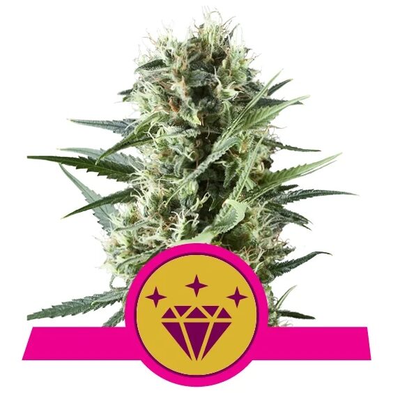 Special Kush 1 Fem — Royal Queen