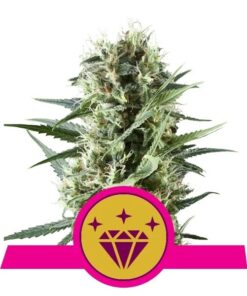 Special Queen 1 Fem — Royal Queen