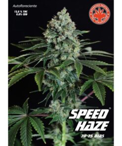 Speed Haze Auto — Pure Seeds