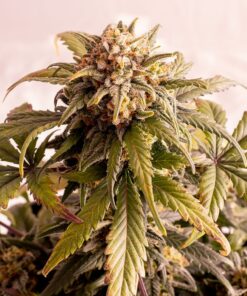 Speedy Boom Auto — Kannabia Seeds