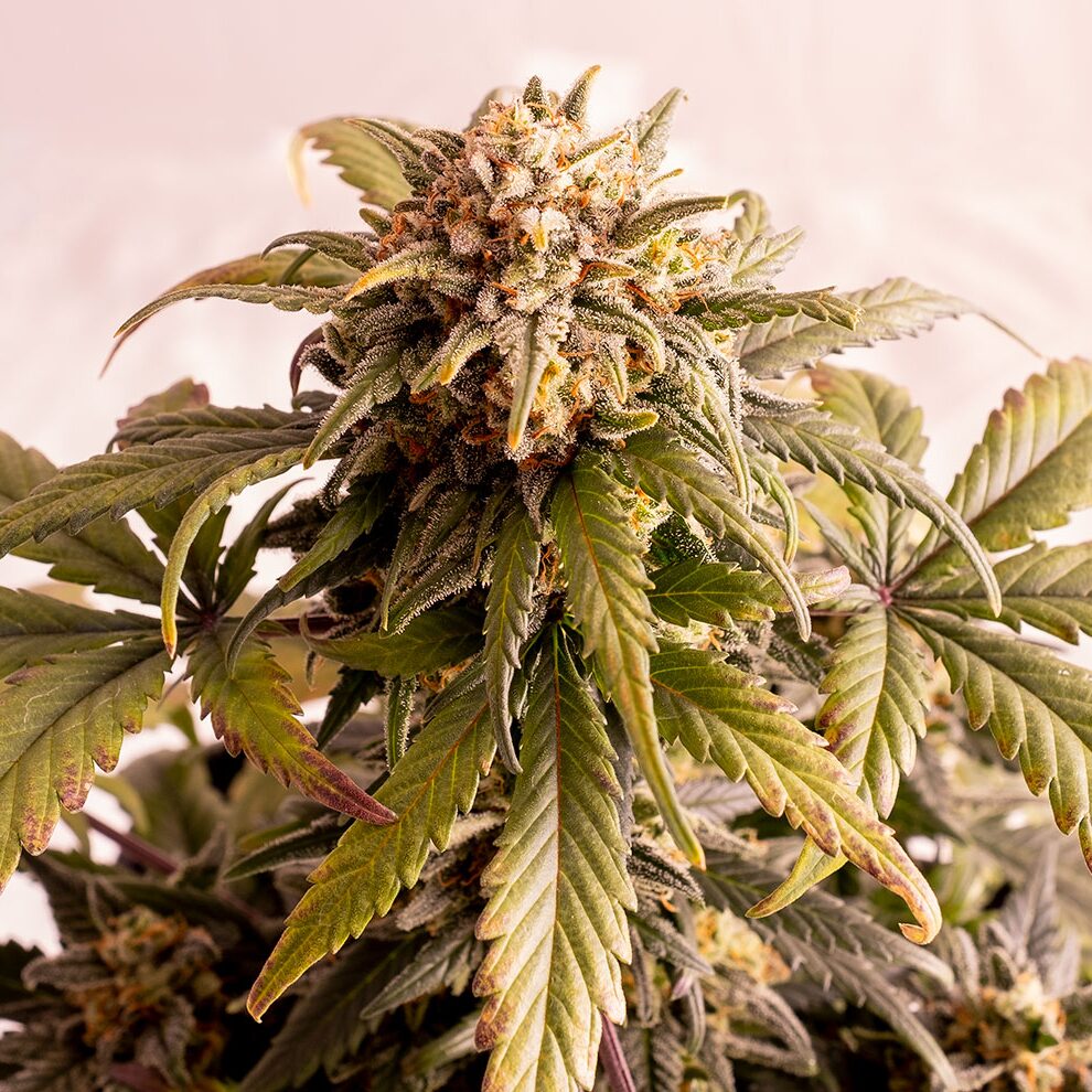 Speedy Boom Auto — Kannabia Seeds