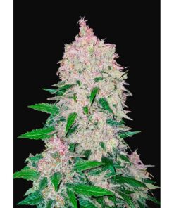 Stardawg Auto — FastBuds Seeds