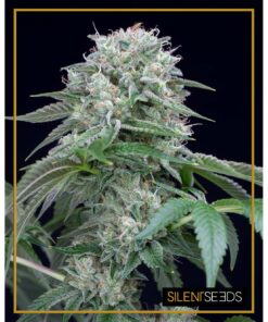 Starfire OG Fem — Silent Seeds