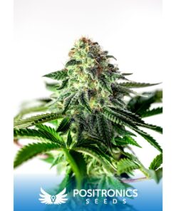 Sticky Dream Auto — Positronics