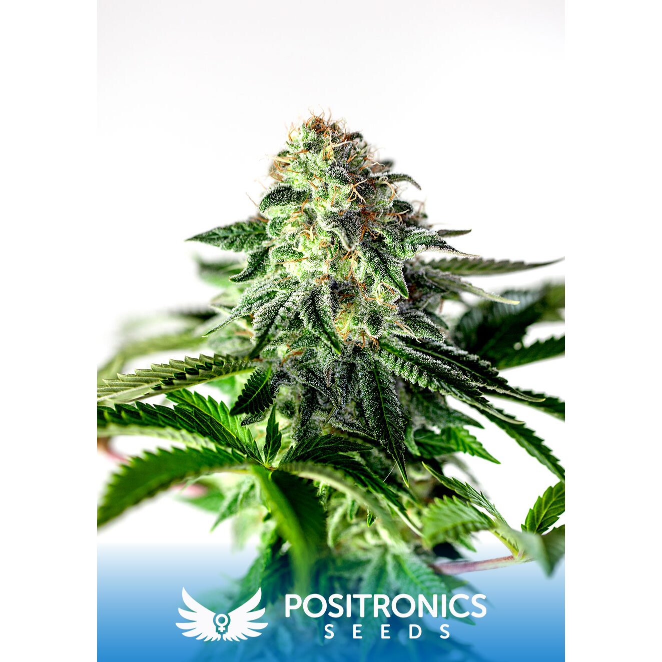 Sticky Dream Auto — Positronics