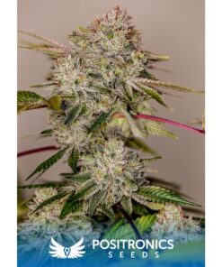 Sticky Dream Fem — Positronics