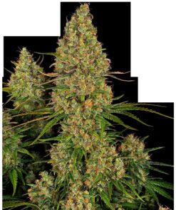 Sticky Orange XXL Auto — Sensi Seeds