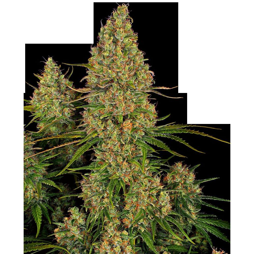 Sticky Orange XXL Auto — Sensi Seeds