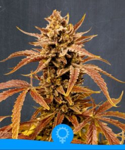 Stracciatella Cream Auto — La Semilla Automática