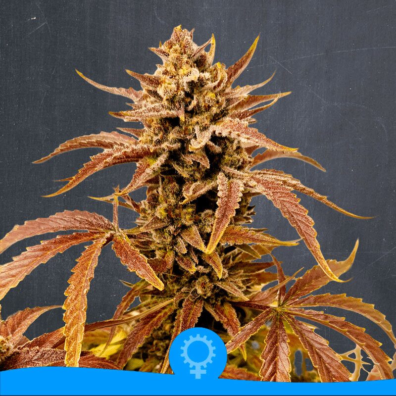 Stracciatella Cream Auto — La Semilla Automática
