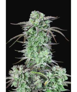 Strawberry Banana — FastBuds Seeds