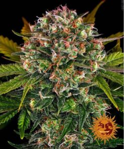 Strawberry Cheesecake Auto — Barney's Farm
