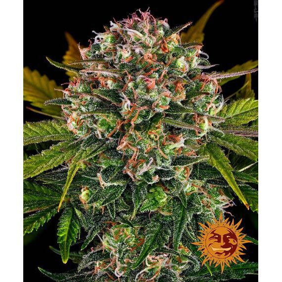 Strawberry Cheesecake Auto — Barney's Farm