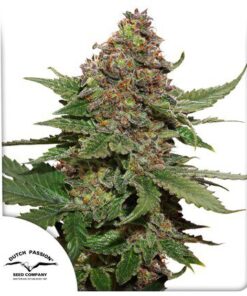 Strawberry Cough Fem — Dutch Passion