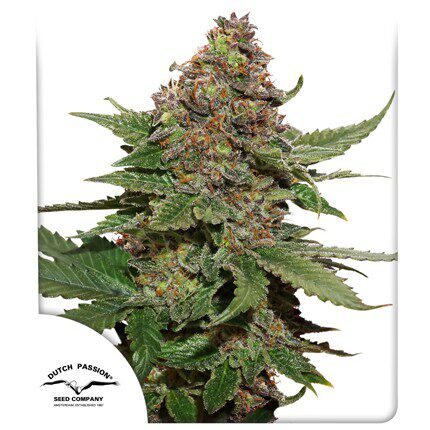 Strawberry Cough Fem — Dutch Passion