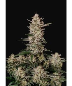 Strawberry Gorilla Auto — FastBuds Seeds