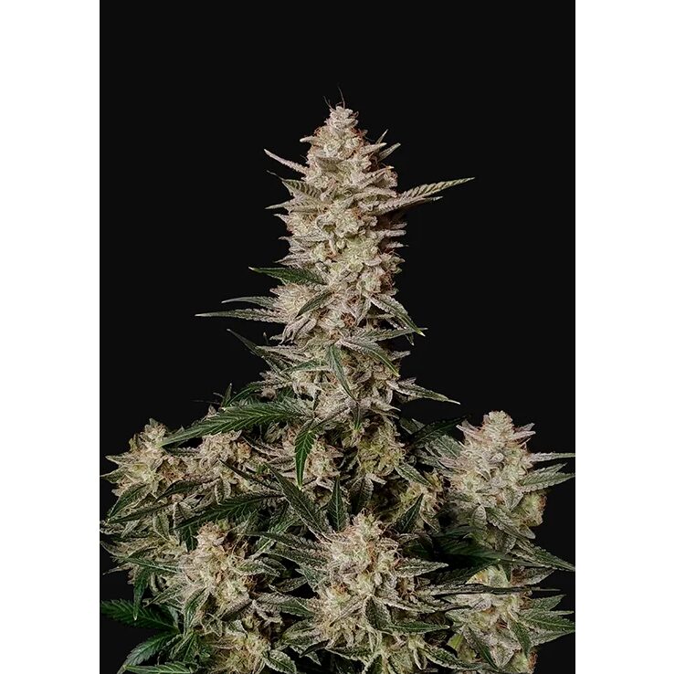 Strawberry Gorilla Auto — FastBuds Seeds