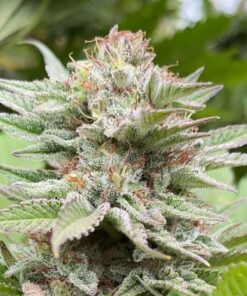 Strawberry Haze Auto — Kannabia Seeds