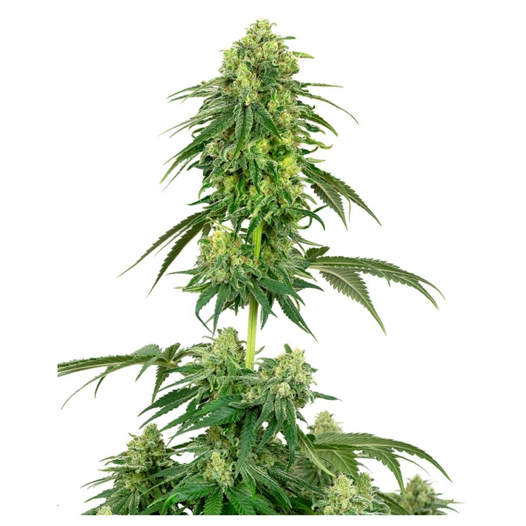 Strawberry Kush Fem — Sensi White Label