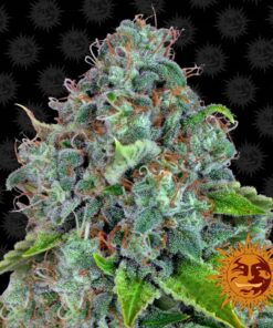 Strawberry Lemonade Fem — Barney's Farm