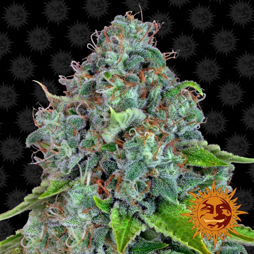 Strawberry Lemonade Fem — Barney's Farm
