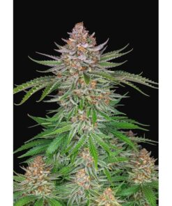 Strawberry Pie Auto — FastBuds Seeds